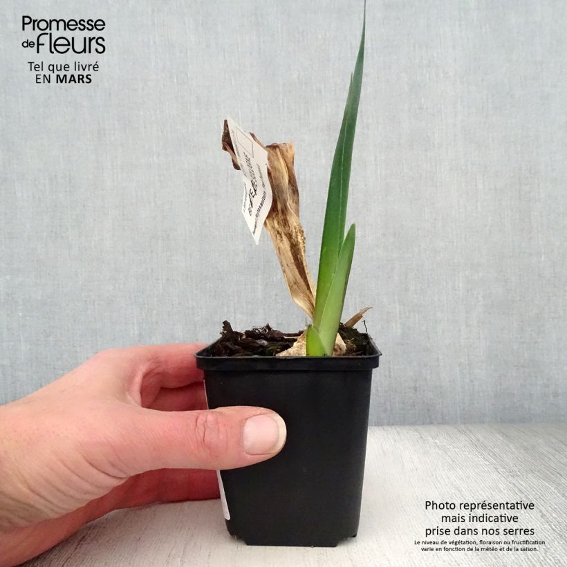 Exemplar von Iris Beauté De Sologne - Schwertlilie Kleine Töpfe von 8/9 cm wie im Frühjahr geliefert