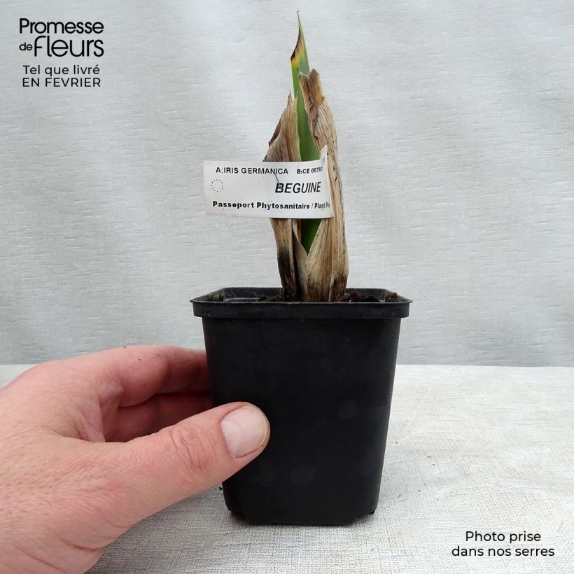Exemplar von Iris Beguine - Schwertlilie Kleine Töpfe von 8/9 cm wie im Winter geliefert