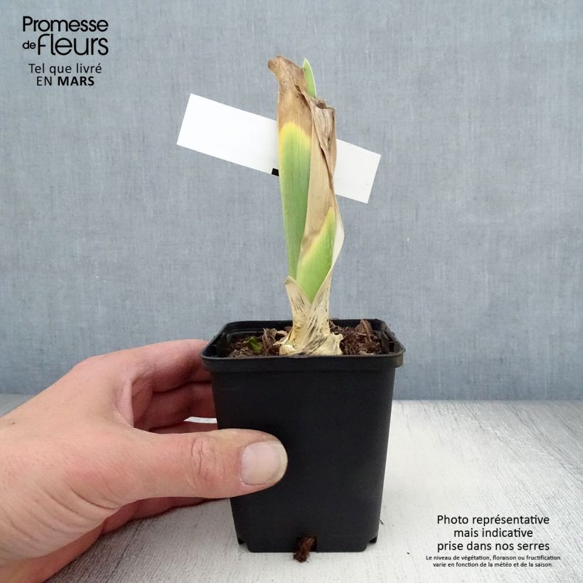 Exemplar von Iris Bewitchment - Schwertlilie Kleine Töpfe von 8/9 cm wie im Frühjahr geliefert