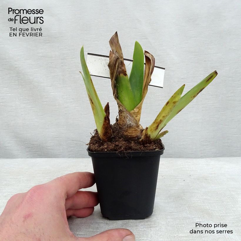 Exemplar von Iris Blenheim Royal - Schwertlilie Kleine Töpfe von 8/9 cm wie im Winter geliefert
