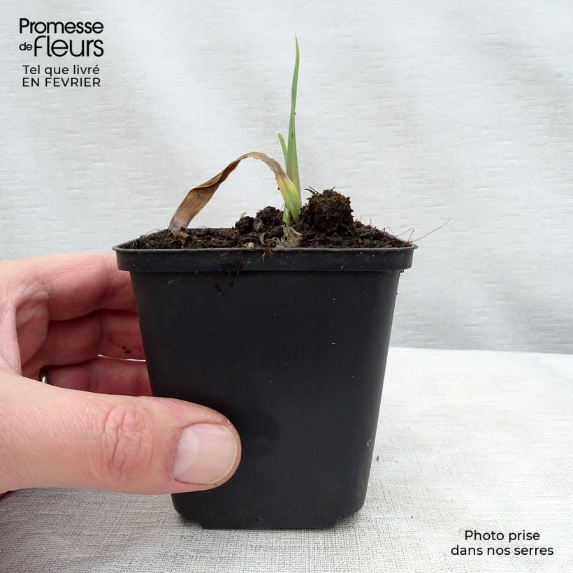 Exemplar von Iris Bleu de Gien - Schwertlilie Rhizom, Kaliber 10/15, Extraqualität wie im Winter geliefert