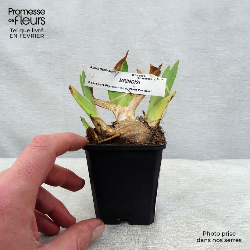Exemplar von Iris Brindisi - Schwertlilie Kleine Töpfe von 8/9 cm wie im Winter geliefert