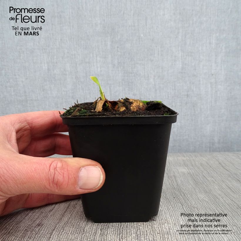 Exemplar von Iris Bruno - Schwertlilie Kleine Töpfe von 8/9 cm wie im Winter geliefert