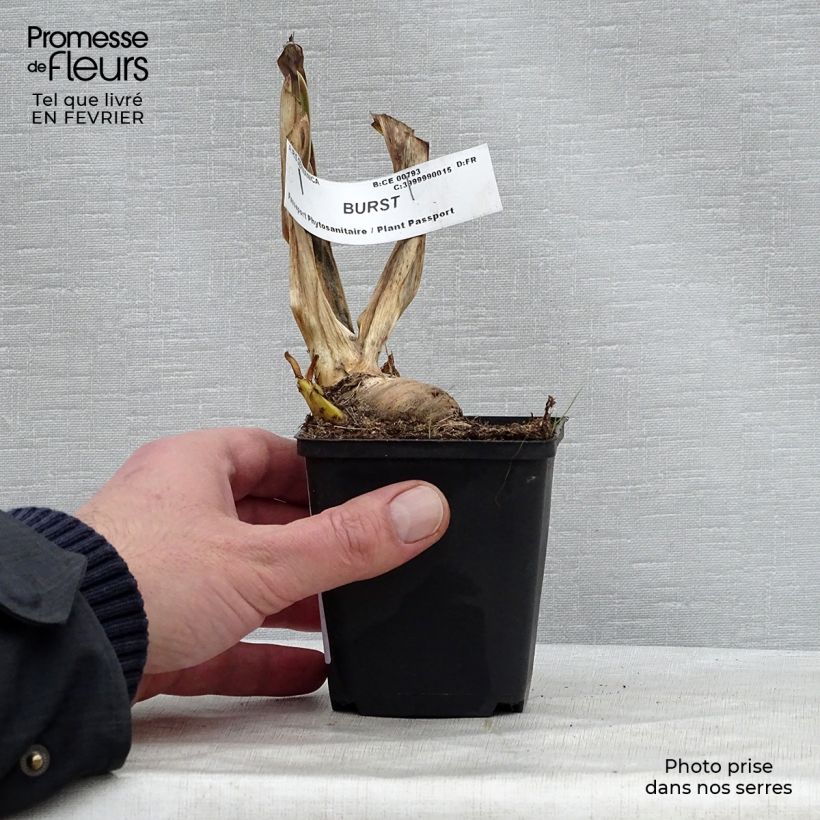 Exemplar von Iris Burst - Schwertlilie Kleine Töpfe von 8/9 cm wie im Winter geliefert