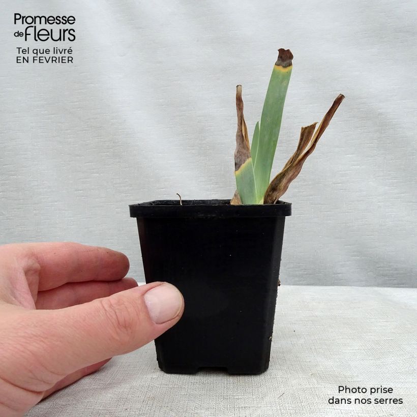 Exemplar von Iris Caprice de Star - Schwertlilie Kleine Töpfe von 8/9 cm wie im Winter geliefert