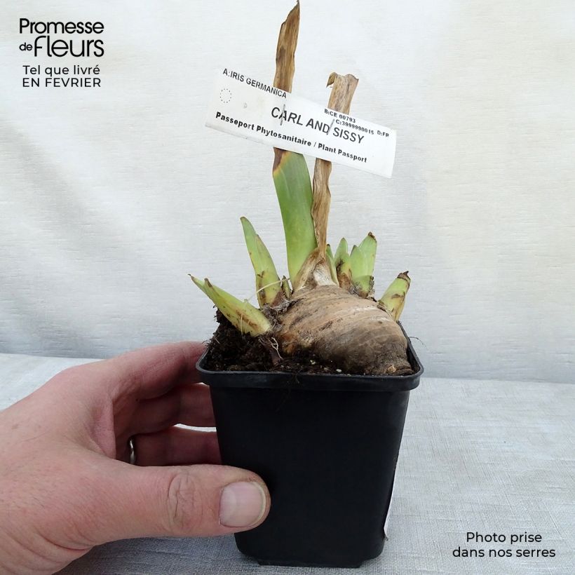 Exemplar von Iris Carl and Sissy - Schwertlilie Kleine Töpfe von 8/9 cm wie im Winter geliefert