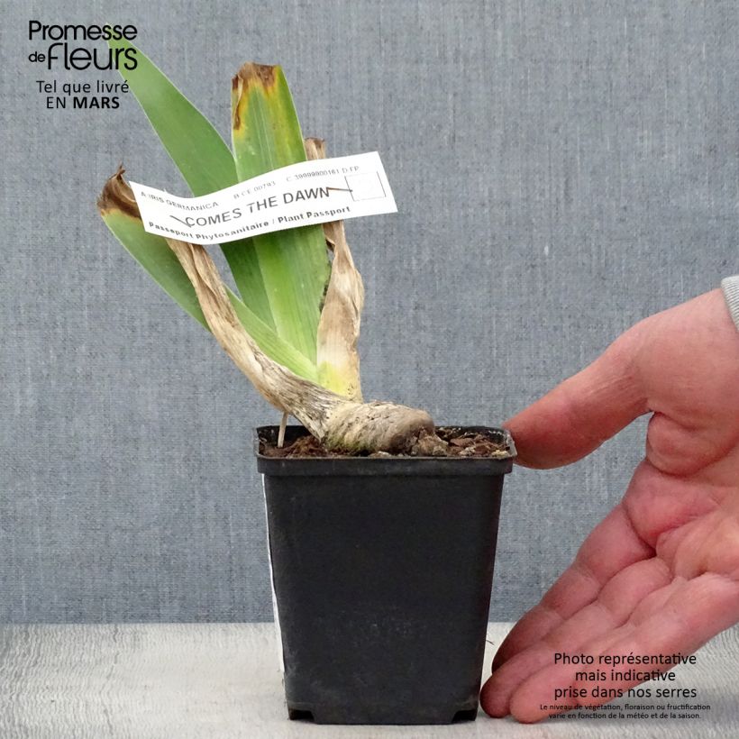 Exemplar von Iris Comes The Dawn - Schwertlilie Kleine Töpfe von 8/9 cm wie im Frühjahr geliefert