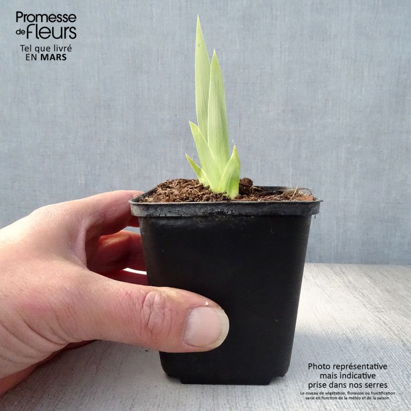 Exemplar von Iris Deep Dark Secret - Schwertlilie Kleine Töpfe von 8/9 cm wie im Frühjahr geliefert