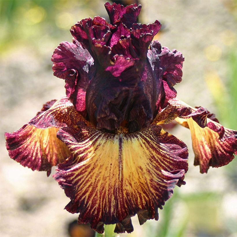 Iris Drama Queen - Schwertlilie (Blüte)