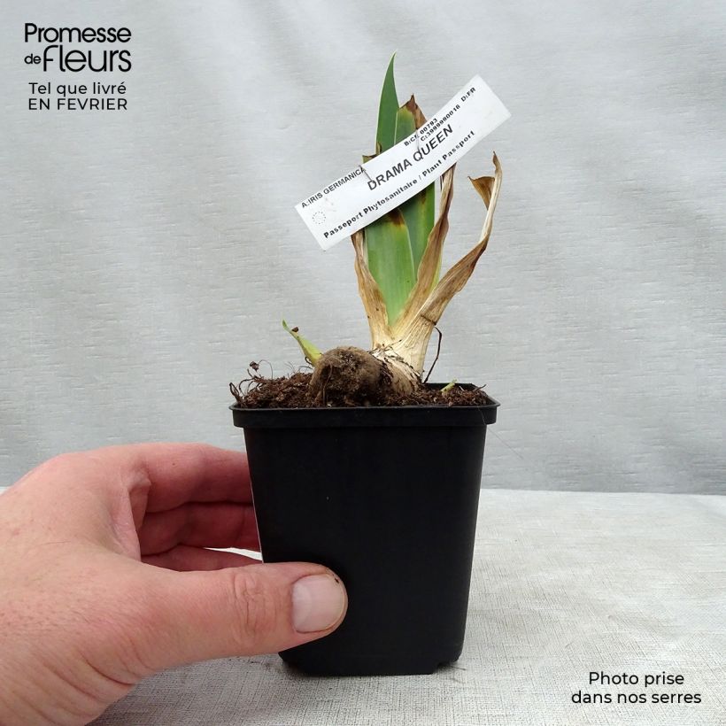 Exemplar von Iris Drama Queen - Schwertlilie Kleine Töpfe von 8/9 cm wie im Winter geliefert