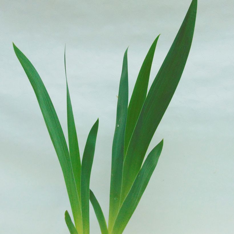 Iris Fall Fiesta - Schwertlilie (Laub)