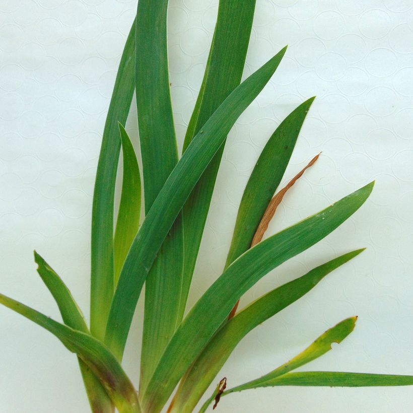 Iris Fiery Temper - Schwertlilie (Laub)