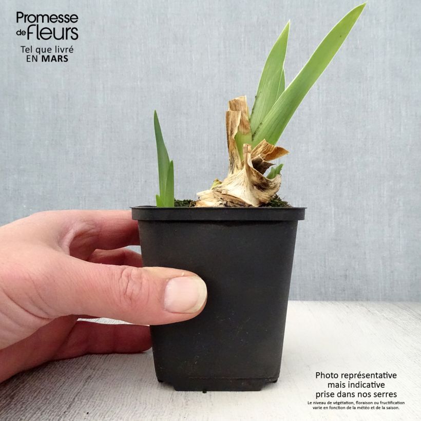 Exemplar von Iris Galopade - Schwertlilie Kleine Töpfe von 8/9 cm wie im Frühjahr geliefert