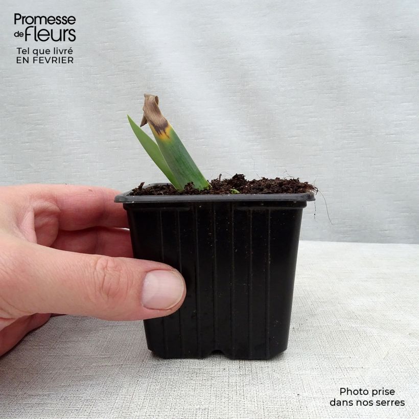 Exemplar von Iris Gamay - Schwertlilie Kleine Töpfe von 8/9 cm wie im Winter geliefert