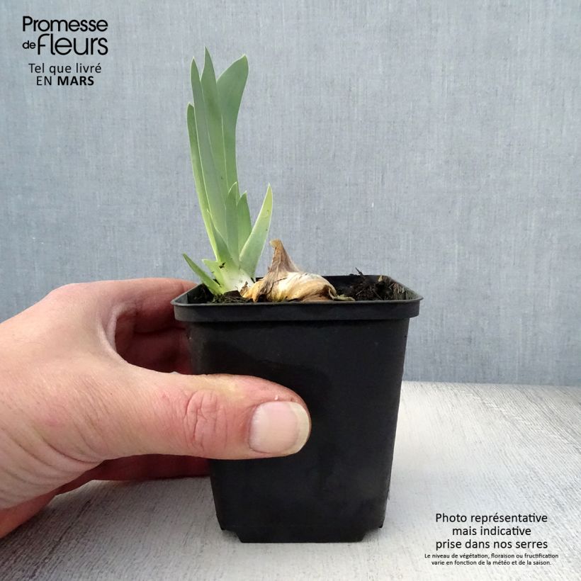 Exemplar von Iris Gnu Blues - Schwertlilie Kleine Töpfe von 8/9 cm wie im Frühjahr geliefert