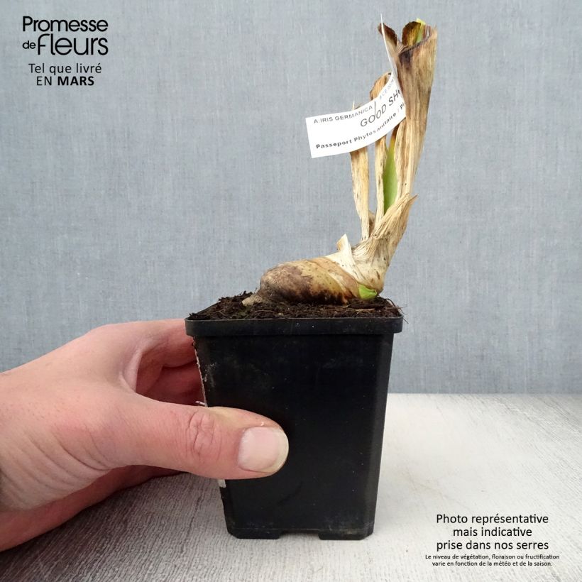 Exemplar von Iris Good Show - Schwertlilie Kleine Töpfe von 8/9 cm wie im Frühjahr geliefert