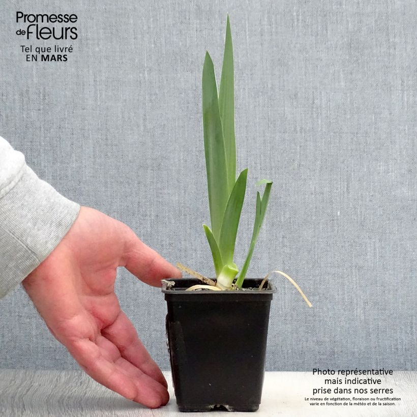 Exemplar von Iris Hysteria - Schwertlilie Kleine Töpfe von 8/9 cm wie im Frühjahr geliefert