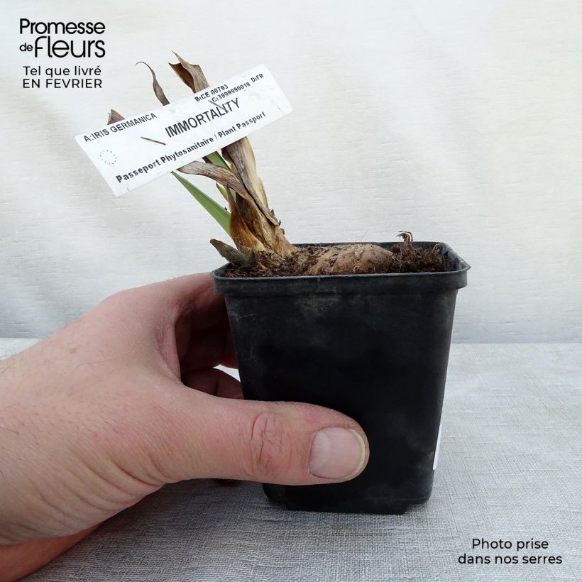 Exemplar von Iris Immortality - Schwertlilie Kleine Töpfe von 8/9 cm wie im Winter geliefert
