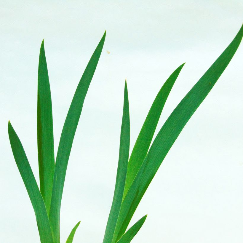 Iris Impressionist - Schwertlilie (Laub)