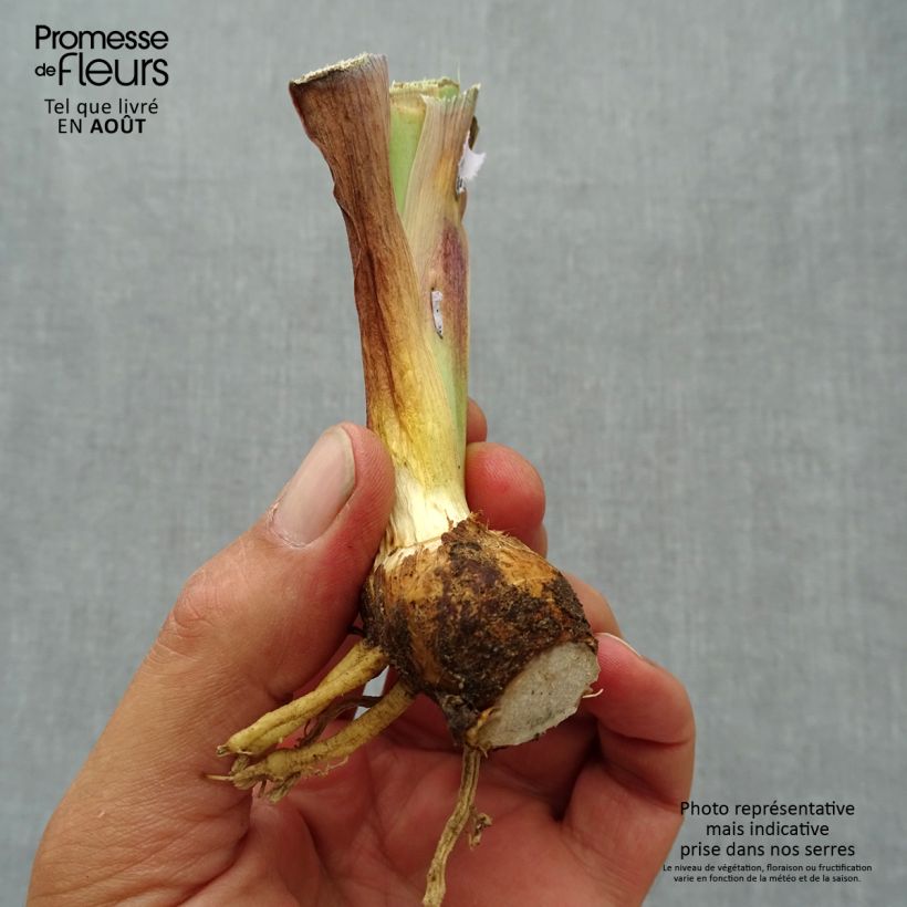 Exemplar von Iris Inferno - Schwertlilie Kleine Töpfe von 8/9 cm wie im Sommer geliefert