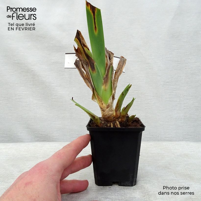 Exemplar von Iris Innocent Star - Schwertlilie Kleine Töpfe von 8/9 cm wie im Winter geliefert