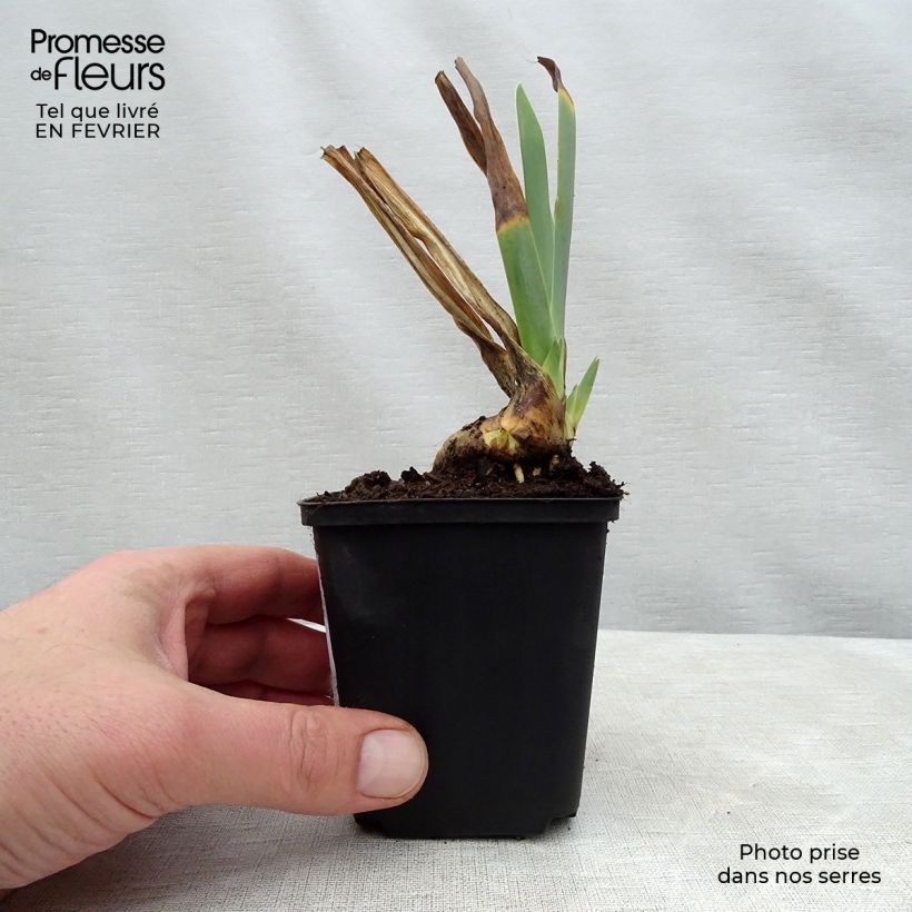 Exemplar von Iris Irisades - Schwertlilie Kleine Töpfe von 8/9 cm wie im Winter geliefert