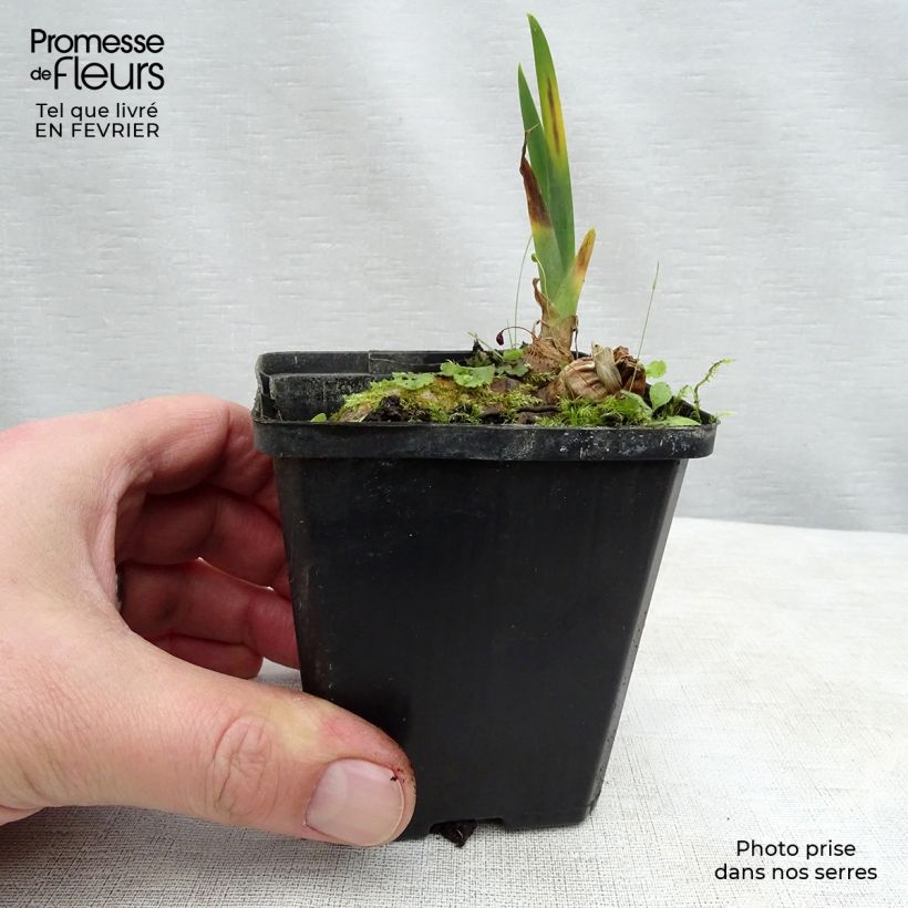 Exemplar von Iris Kingajou Shrew - Schwertlilie Kleine Töpfe von 8/9 cm wie im Winter geliefert