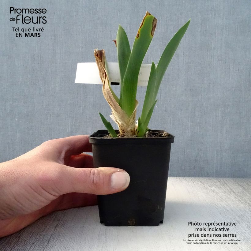Exemplar von Iris Kingajou Shrew - Schwertlilie Kleine Töpfe von 8/9 cm wie im Frühjahr geliefert