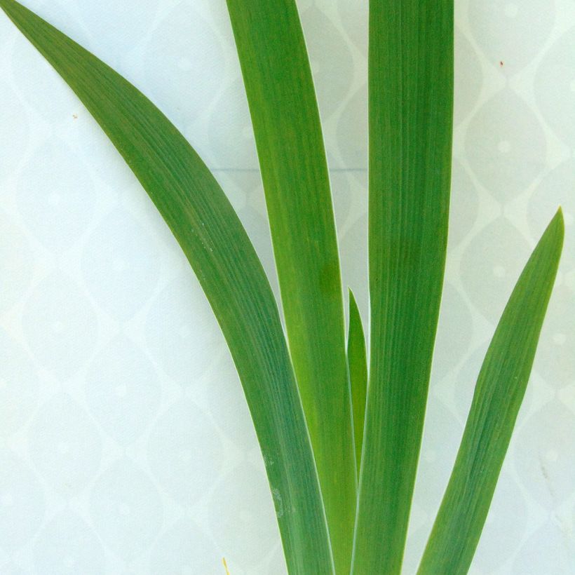 Iris Latin Lady - Schwertlilie (Laub)