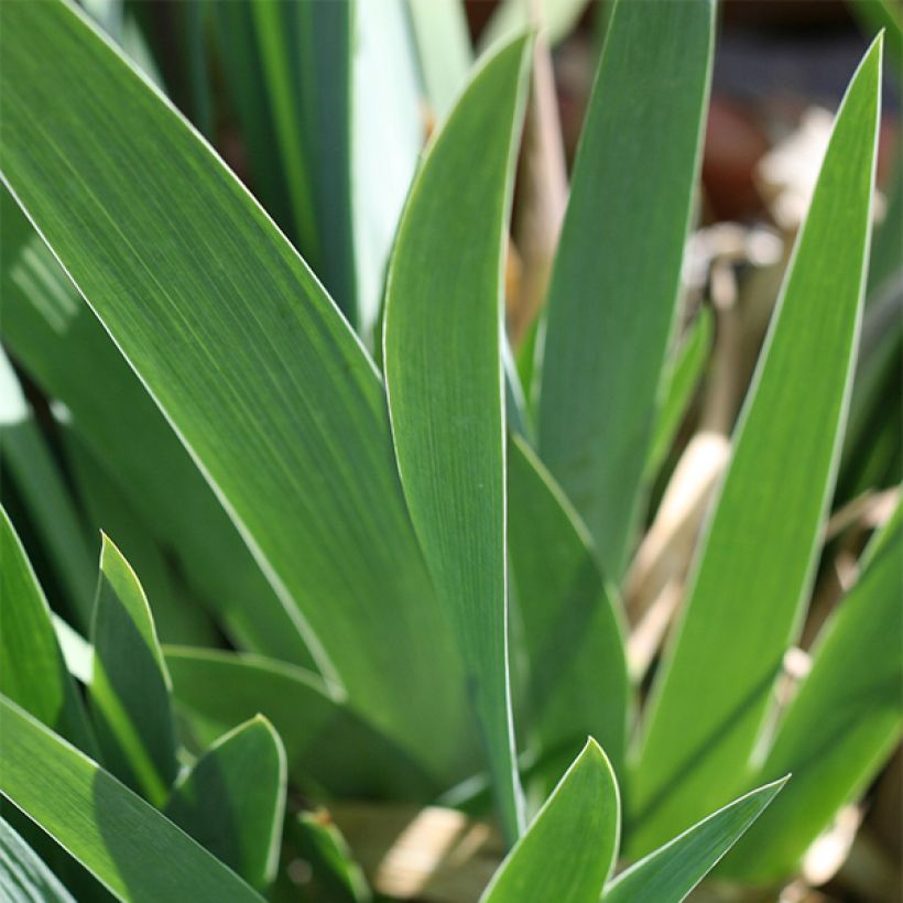 Iris Let's Boogie - Schwertlilie (Laub)