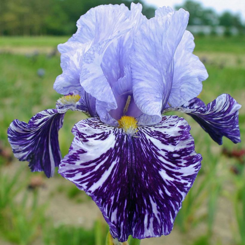 Iris Millenium Falcon - Schwertlilie (Blüte)