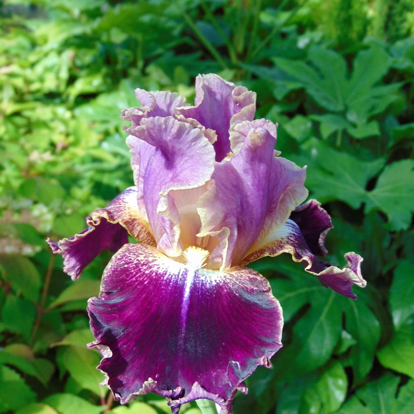 Iris New Leaf - Schwertlilie (Blüte)