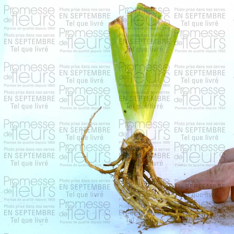 Beispiel eines Exemplars von Iris New Leaf - Schwertlilie Kleine Töpfe von 8/9 cm wie geliefert