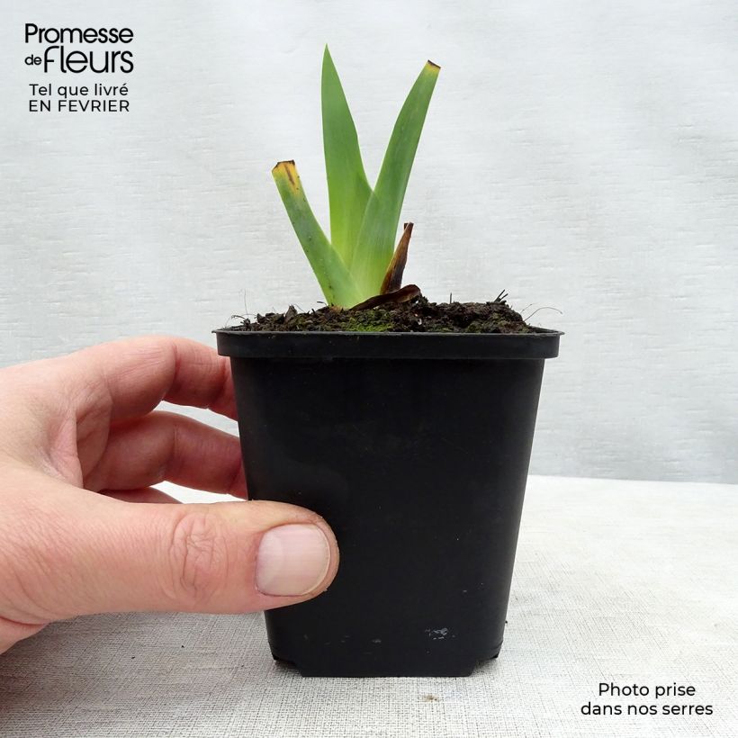 Exemplar von Iris Obsidian - Schwertlilie Kleine Töpfe von 8/9 cm wie im Winter geliefert