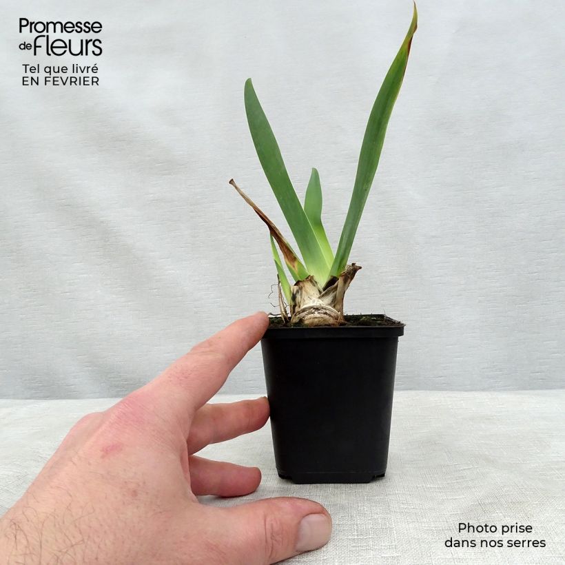 Exemplar von Iris Ola Kala - Schwertlilie Kleine Töpfe von 8/9 cm wie im Winter geliefert