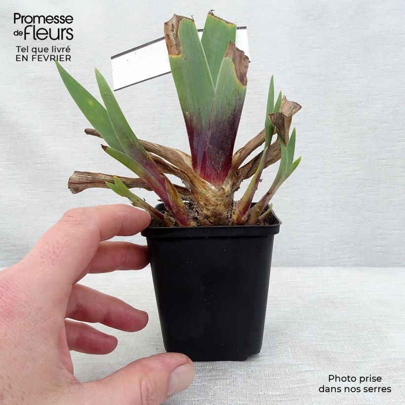 Exemplar von Iris Ominous Stranger - Schwertlilie Kleine Töpfe von 8/9 cm wie im Winter geliefert