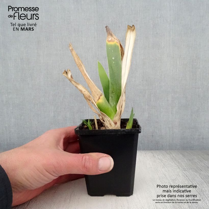 Exemplar von Iris Poésie - Schwertlilie Kleine Töpfe von 8/9 cm wie im Frühjahr geliefert