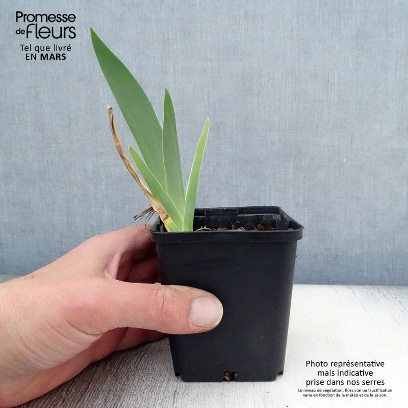 Exemplar von Iris Profond Mystère - Schwertlilie Kleine Töpfe von 8/9 cm wie im Frühjahr geliefert