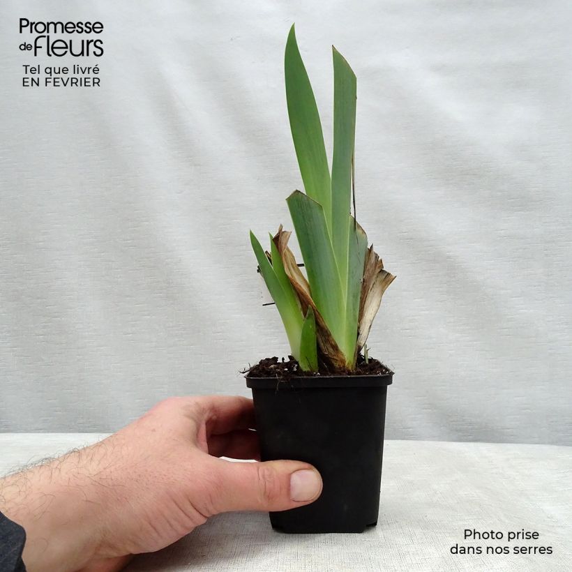 Exemplar von Iris Ringo - Schwertlilie Kleine Töpfe von 8/9 cm wie im Winter geliefert