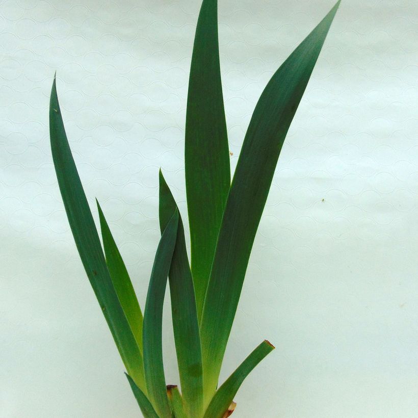 Iris Rising Moon - Schwertlilie (Laub)