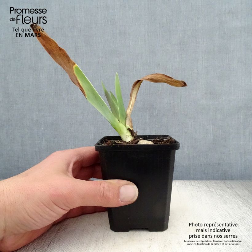 Exemplar von Iris Rosalie Figge - Schwertlilie Kleine Töpfe von 8/9 cm wie im Frühjahr geliefert
