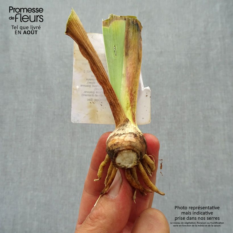 Exemplar von Iris Showcase - Schwertlilie Kleine Töpfe von 8/9 cm wie im Sommer geliefert