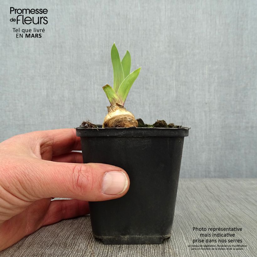 Exemplar von Iris Skyfire - Schwertlilie Kleine Töpfe von 8/9 cm wie im Winter geliefert