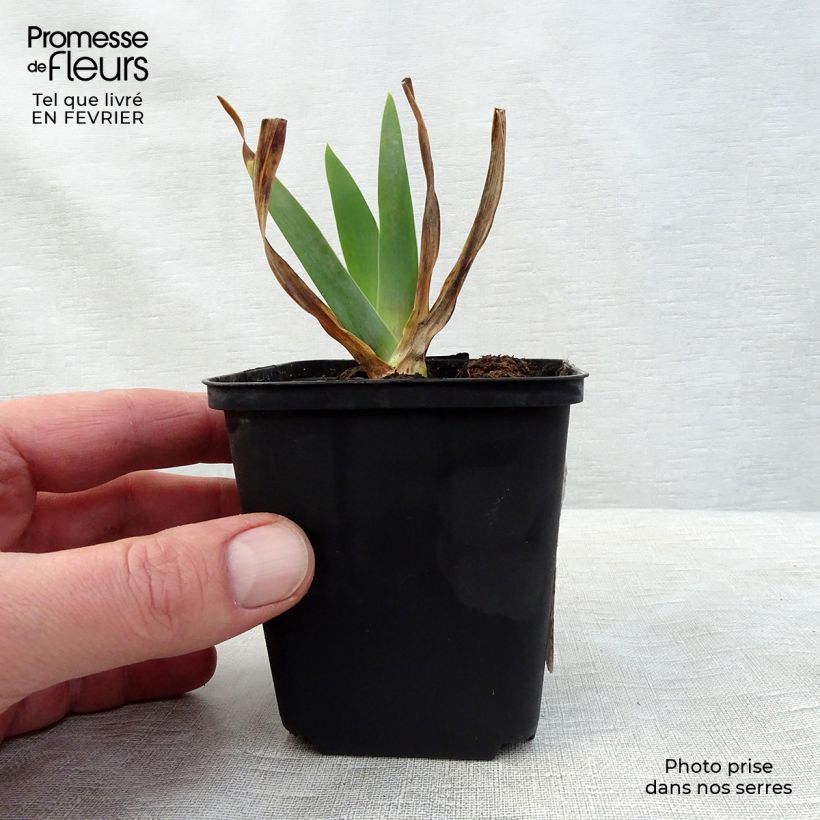Exemplar von Iris Smiling Faces - Schwertlilie Kleine Töpfe von 8/9 cm wie im Winter geliefert