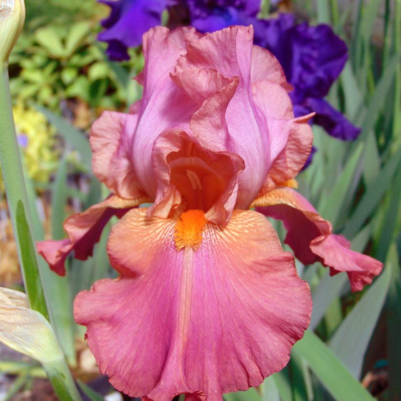 Iris Sorbet Fraise - Schwertlilie (Blüte)