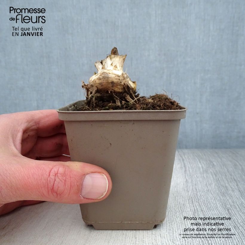 Exemplar von Iris Storm Center - Schwertlilie Kleine Töpfe von 8/9 cm wie im Winter geliefert