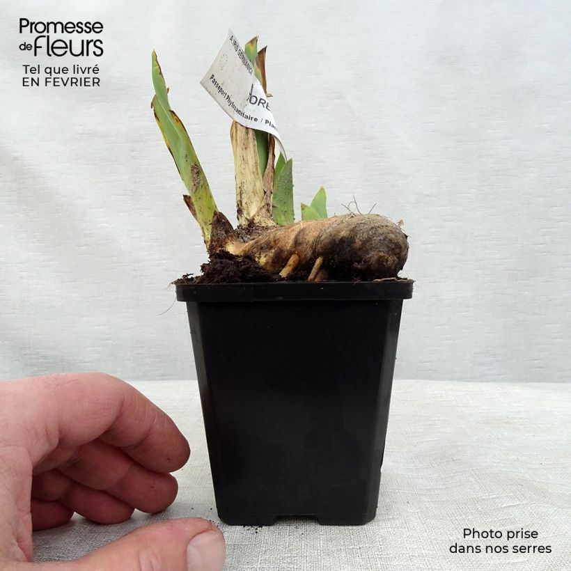 Exemplar von Iris Torero - Schwertlilie Kleine Töpfe von 8/9 cm wie im Winter geliefert