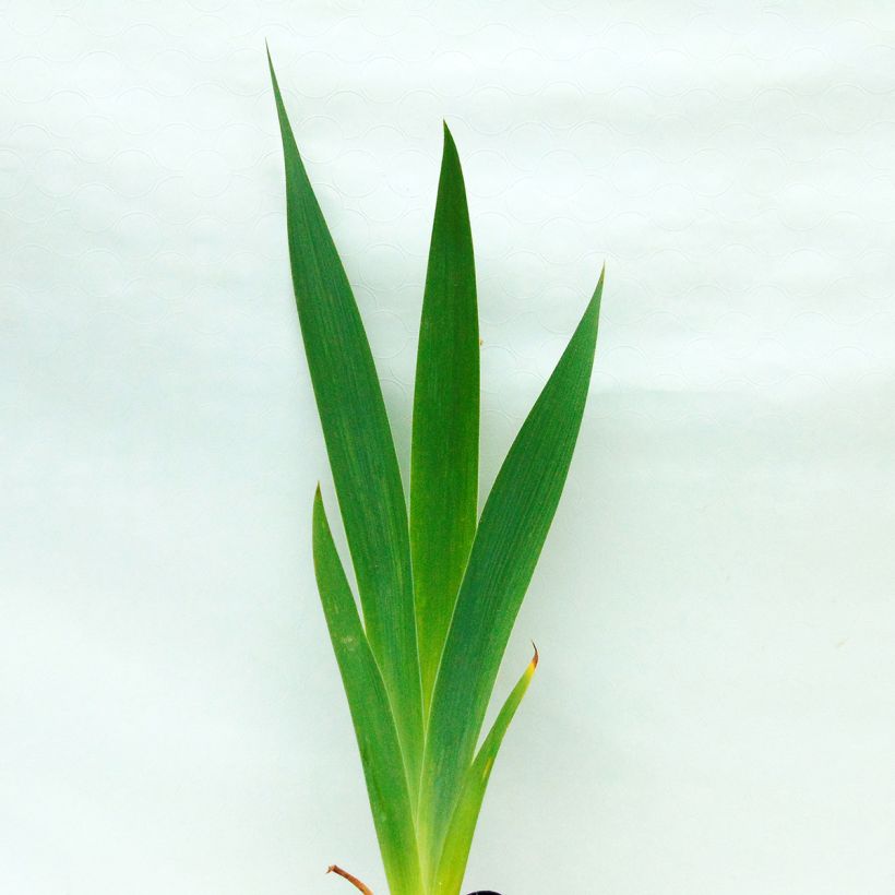 Iris Total Recall - Schwertlilie (Laub)