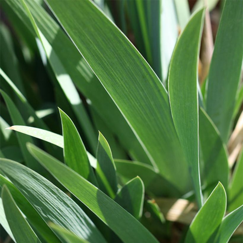 Iris Trade Secret - Schwertlilie (Laub)