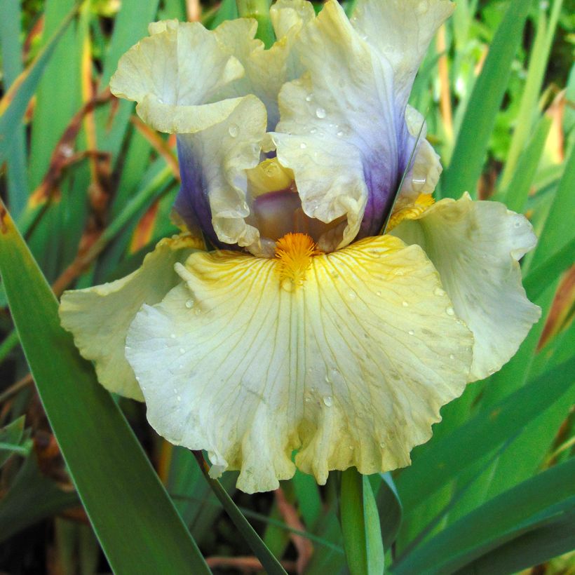 Iris Trade Secret - Schwertlilie (Blüte)